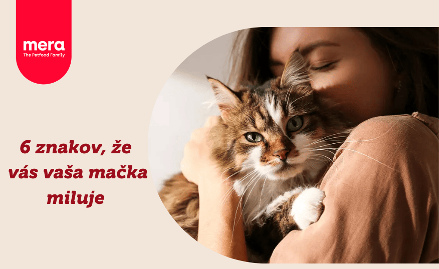 6 znakov, že vás vaša mačka miluje
