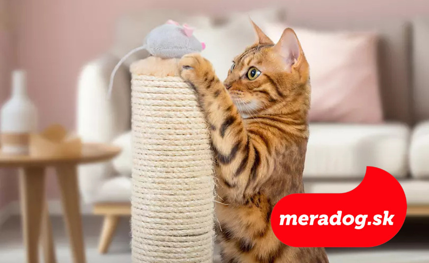 Ako zabaviť mačku: Praktické tipy pre šťastný život v byte