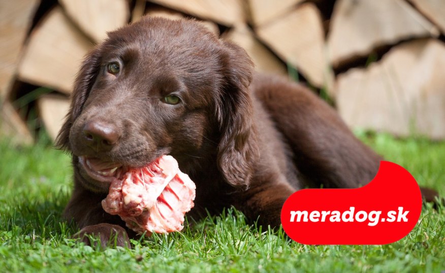 Kŕmenie psa metódou BARF: Výhody, Riziká a Alternatívy