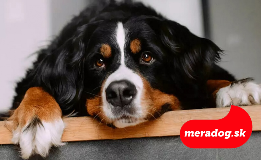 Bernský salašnícky pes