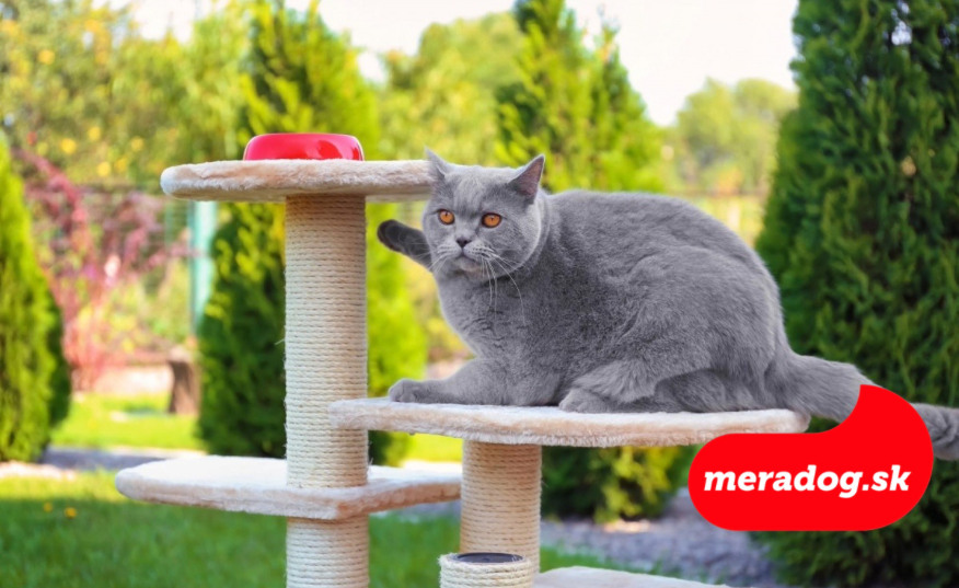 Britská mačka krátkosrstá