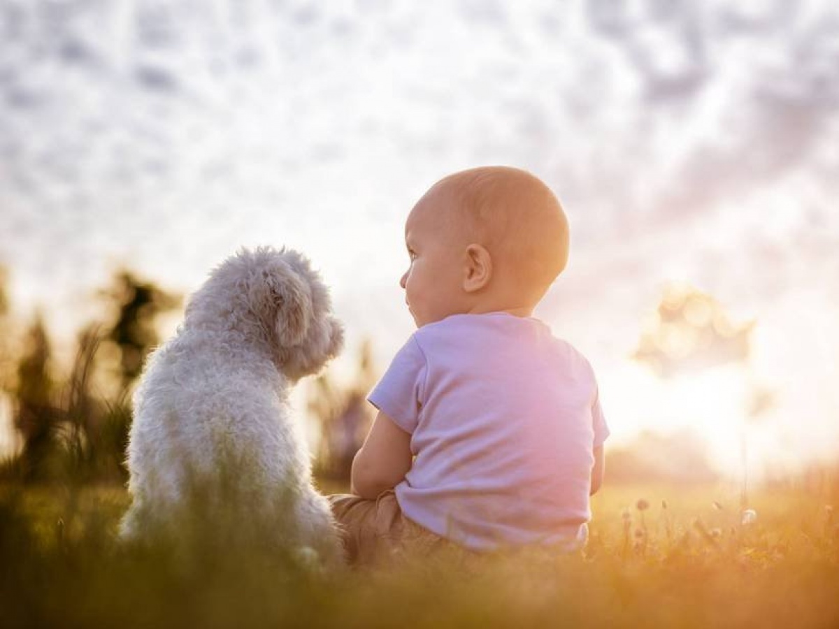 Potravinové alergie u psov