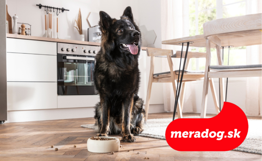 Výhody kŕmenia psa granulami: Praktická a vyvážená voľba pre každý deň