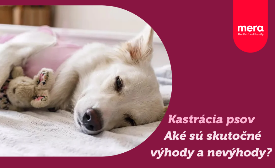 Výhody a nevýhody kastrácie psov