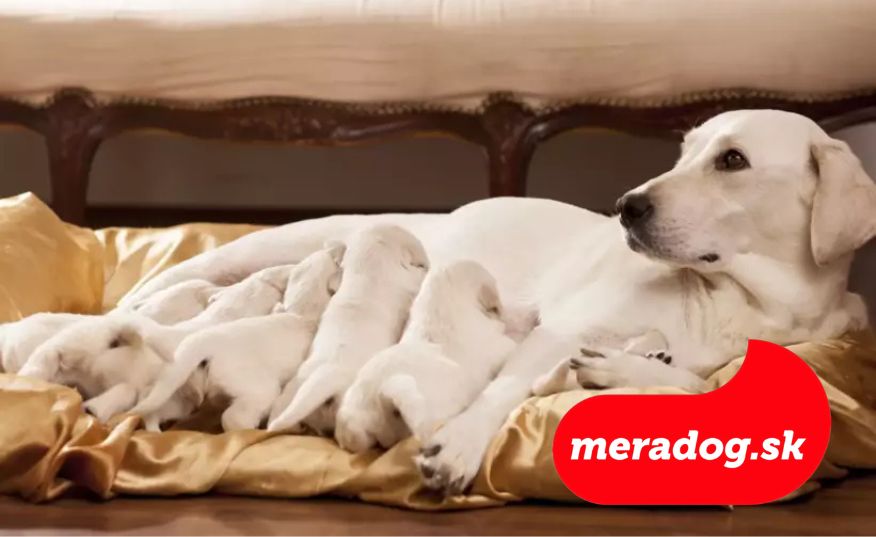 Ako kŕmiť gravidné a dojčiace fenky?