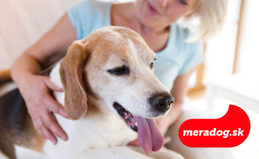 Starnutie psov: Ako rozpoznať starnutie a ako sa o seniorského psa správne starať