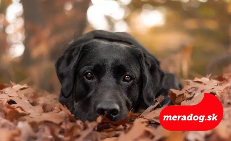 Labradorský retríver