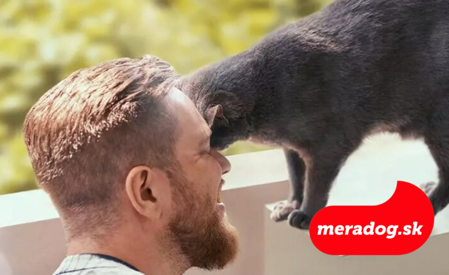 Ako silný je váš vzťah s mačkou?