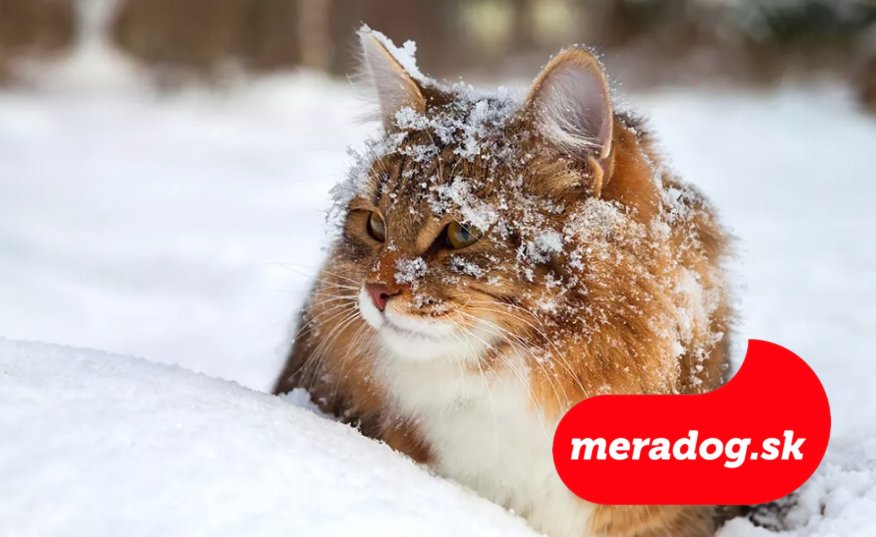 Mačky a zimné obdobie – Tipy pre pobyt vo vnútri aj vonku