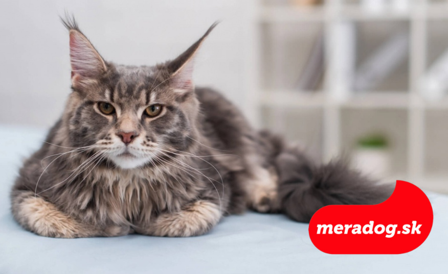 Mainská mývalia mačka: Všetko, čo potrebujete vedieť o nežnom obrovi