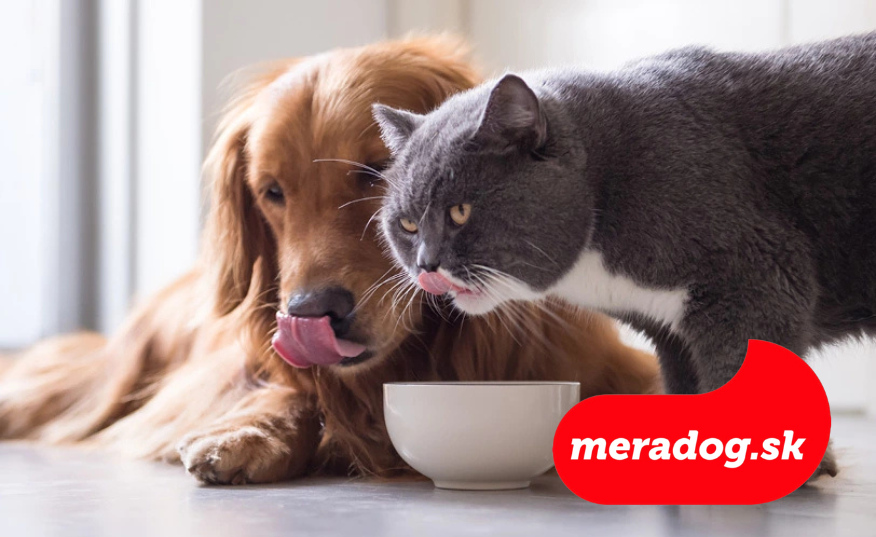 Môžu psy jesť mačacie krmivo?