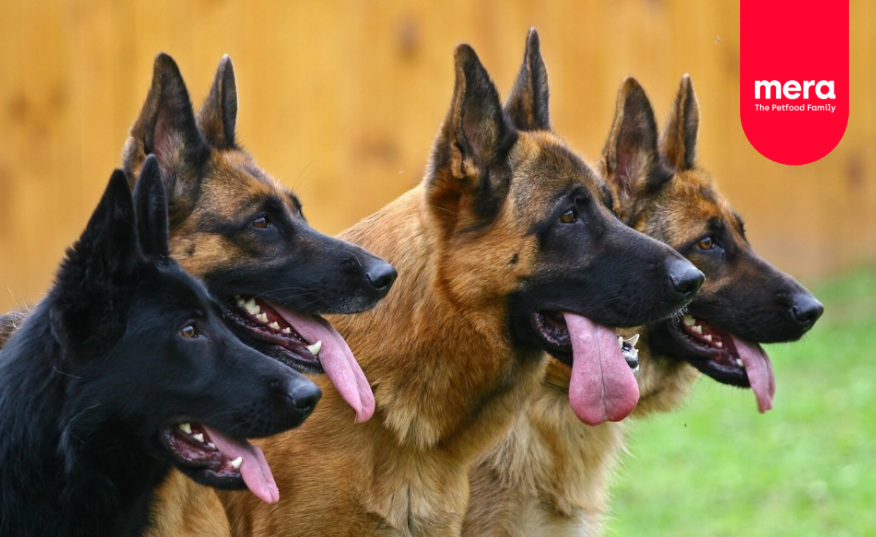 Nemecký ovčiak: Všetko, čo potrebujete vedieť o tomto inteligentnom plemene