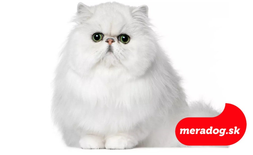 Perzská mačka: Všetko, čo o nej potrebujete vedieť