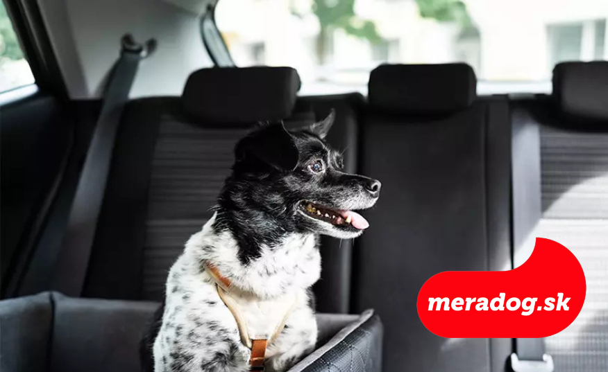 Prehriatie psa v lete: Ako ho ochladiť a chrániť (nielen) v aute