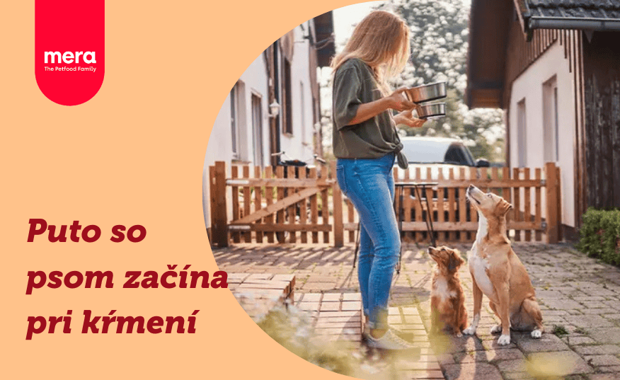 Prehlbujte puto s vašim psom prostredníctvom kŕmenia