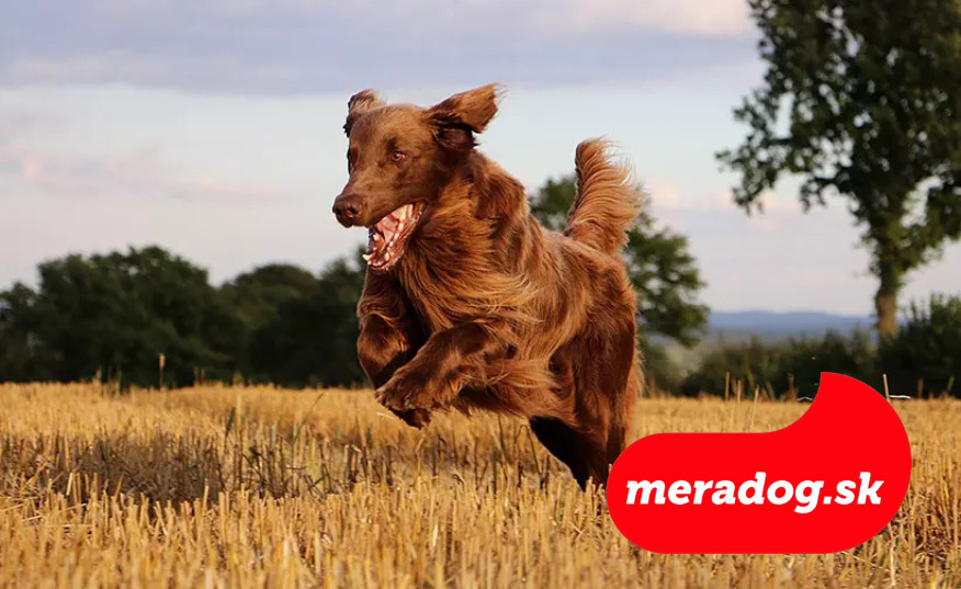 Správne kŕmenie veľkých psov