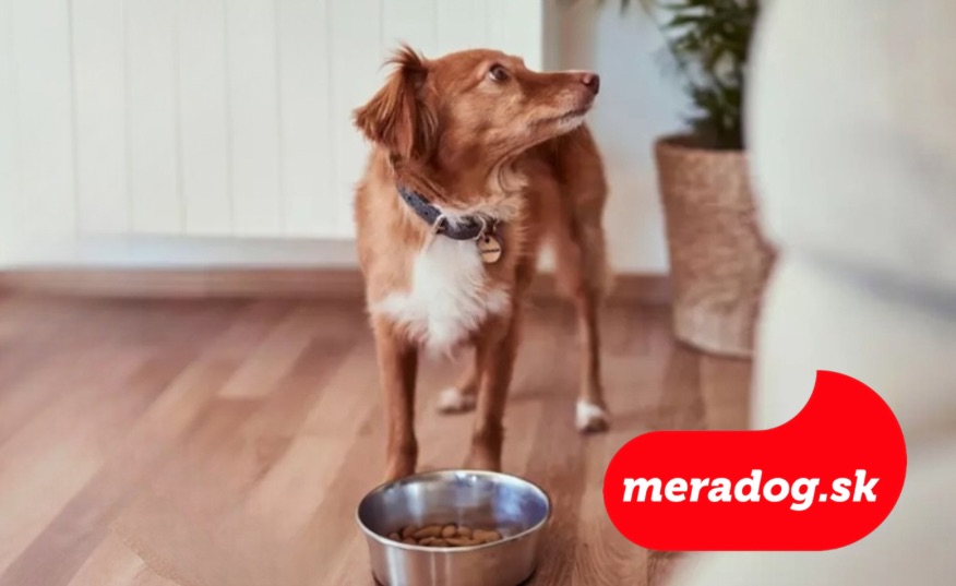 Ako na správne kŕmenie malých psov