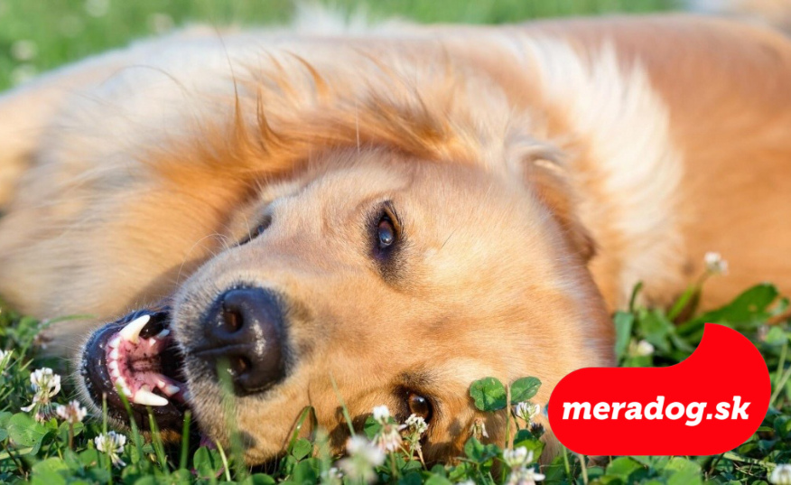 10 znakov, že je váš pes šťastný