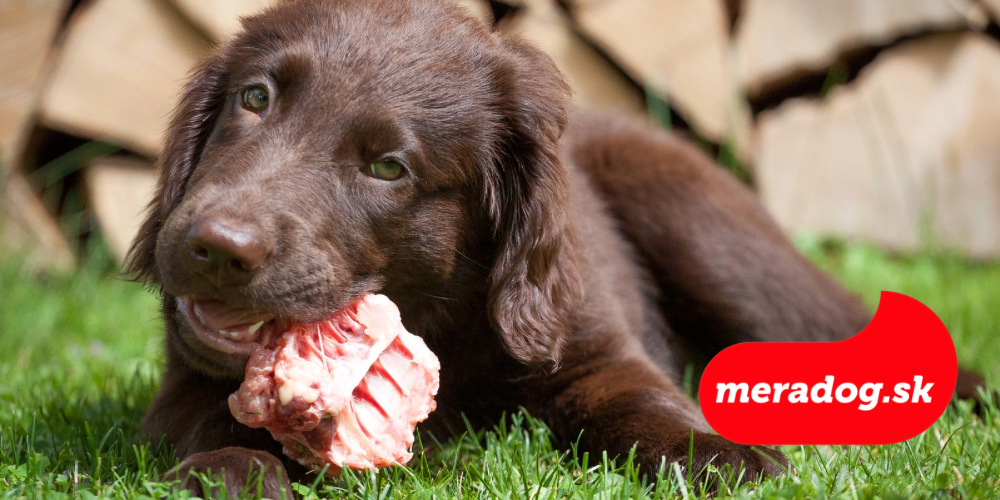 Aké sú výhody a nevýhody BARFovania