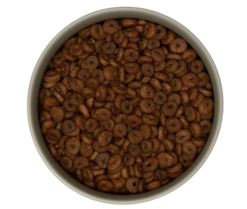 cats-nature-adult-losos-miska