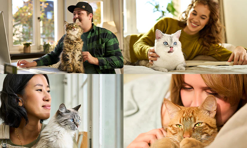 skutočný tím - mačky a cats nature