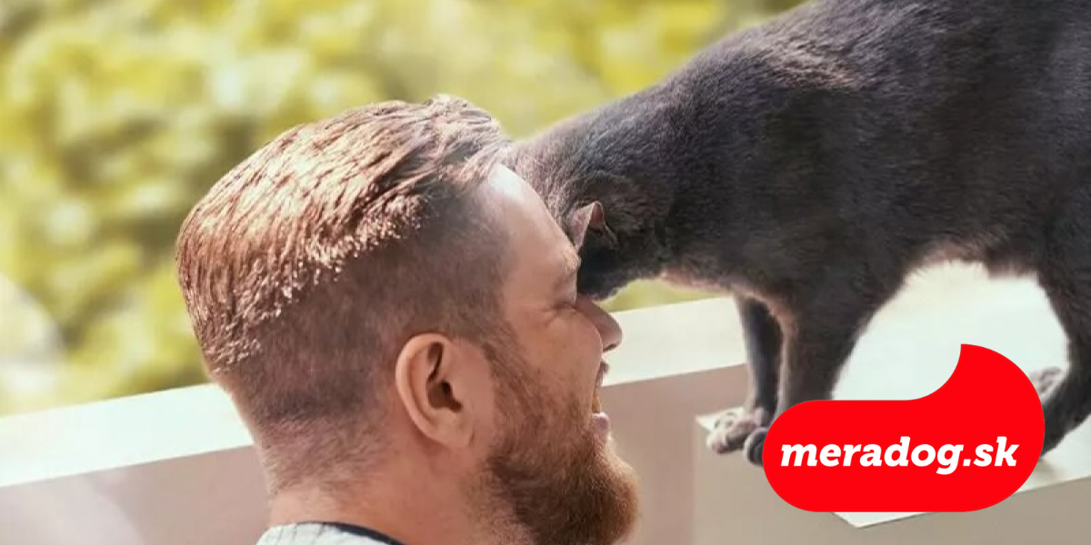 Ako zaistiť dobrý vzťah s mačkou
