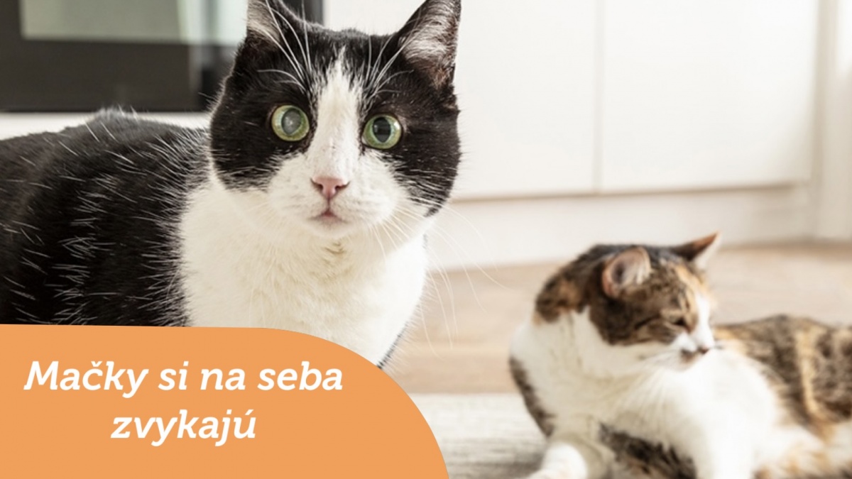 macky-si-na-seba-zvykaju_1713878220