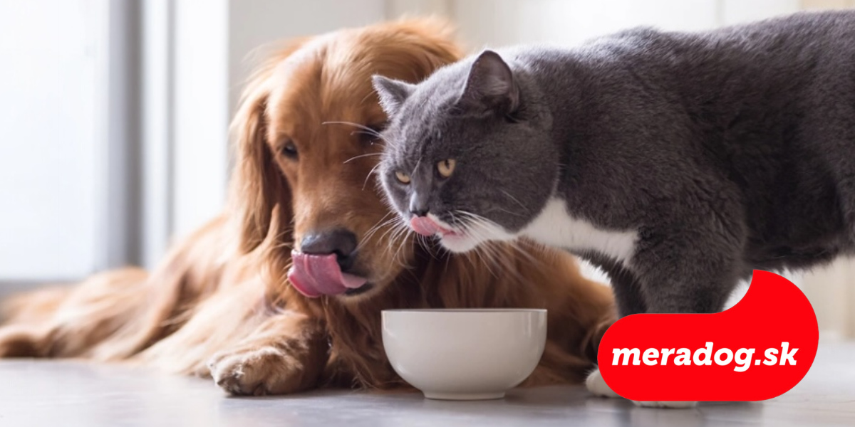 Môžu psy jesť mačacie krmivo?