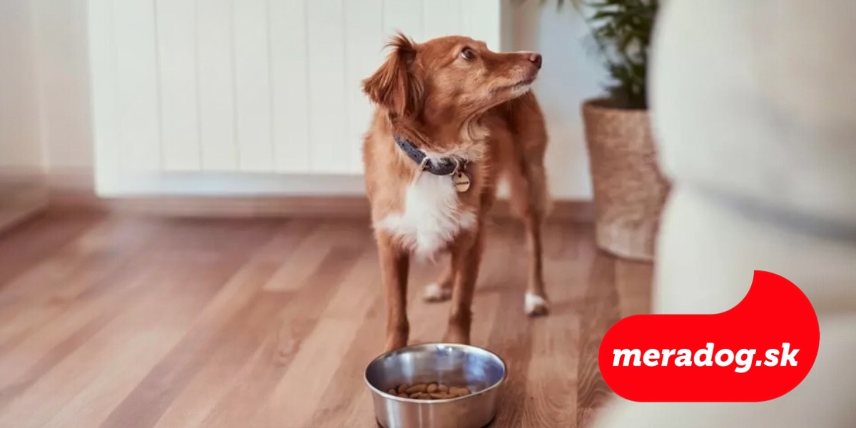 Správne kŕmenie malých psov