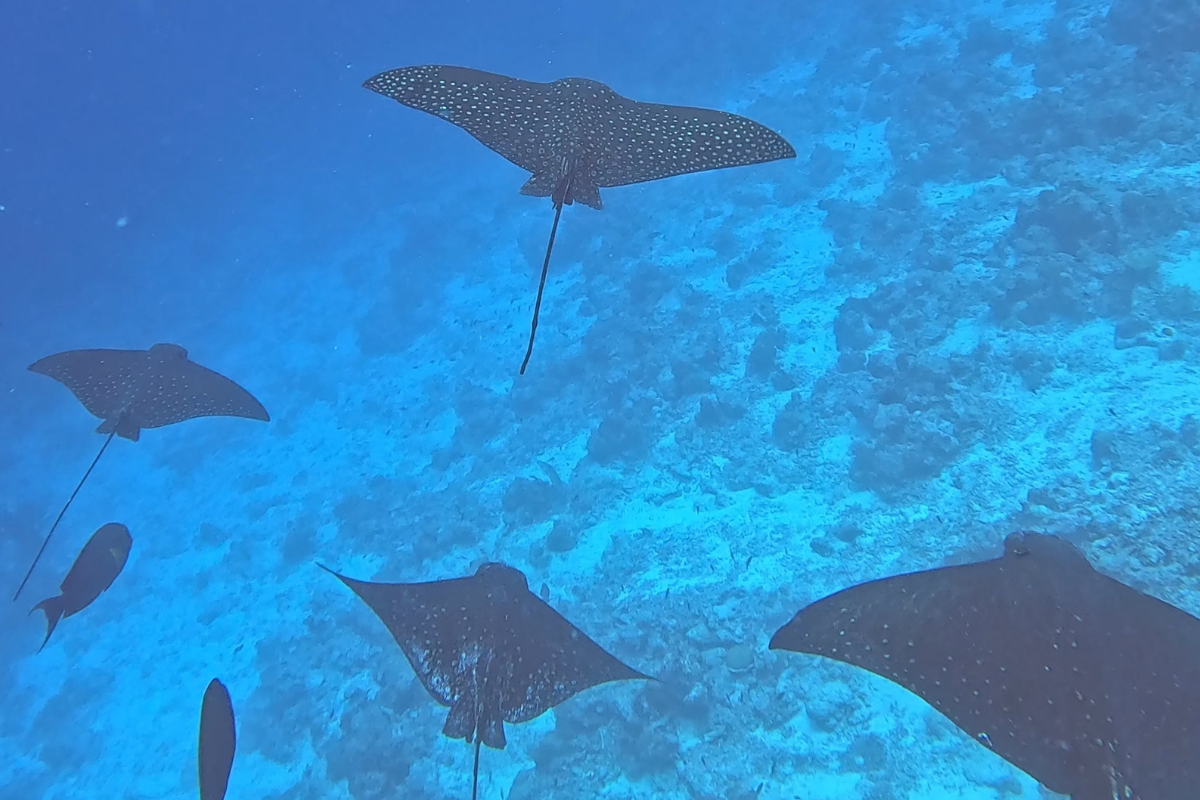 Snorchlovani Maledivy manty zraloci