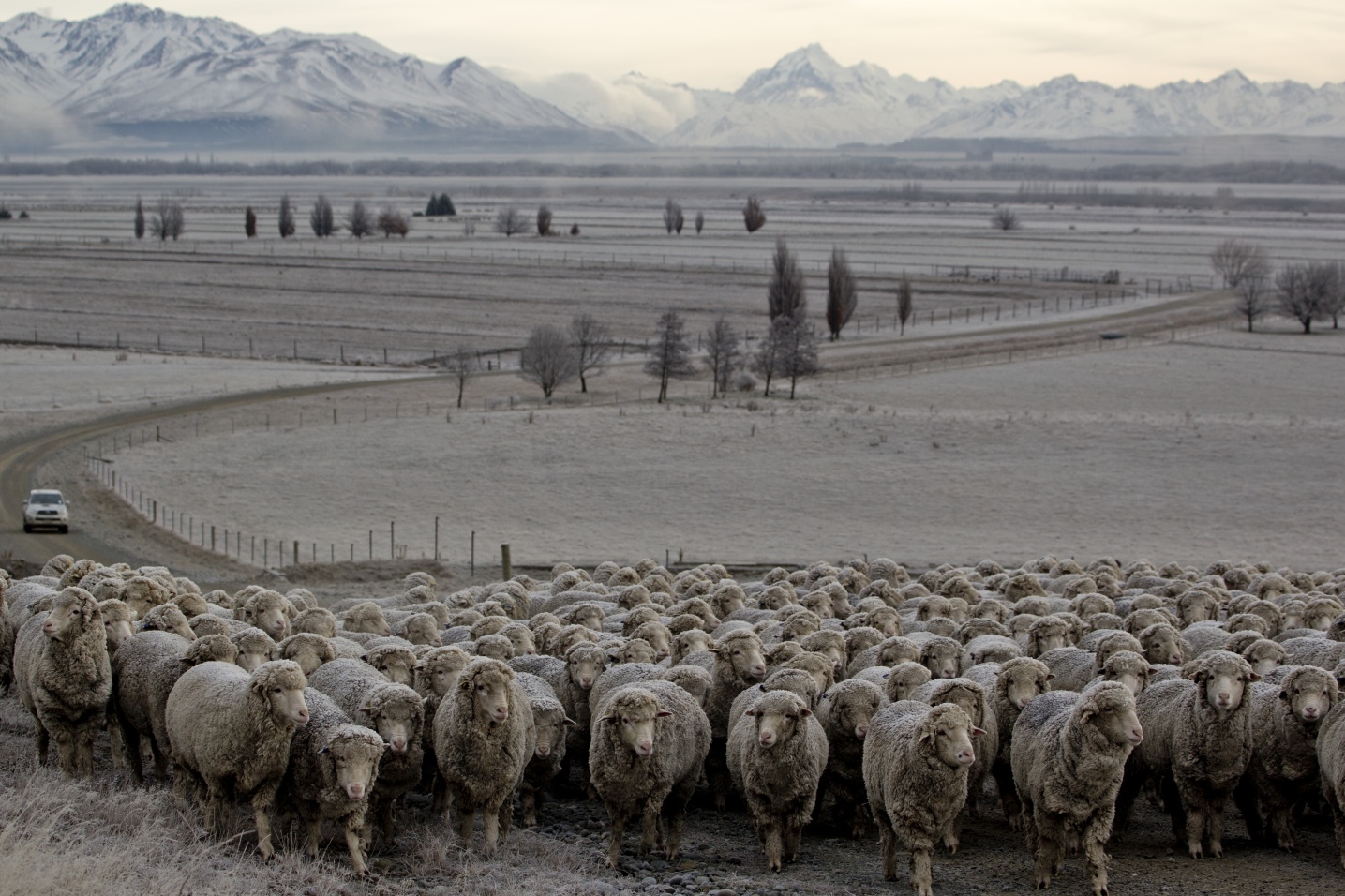 BRAND-2017-SHEEP-GLENCARIN-STATION-CAMILLA-RUTHERFORD