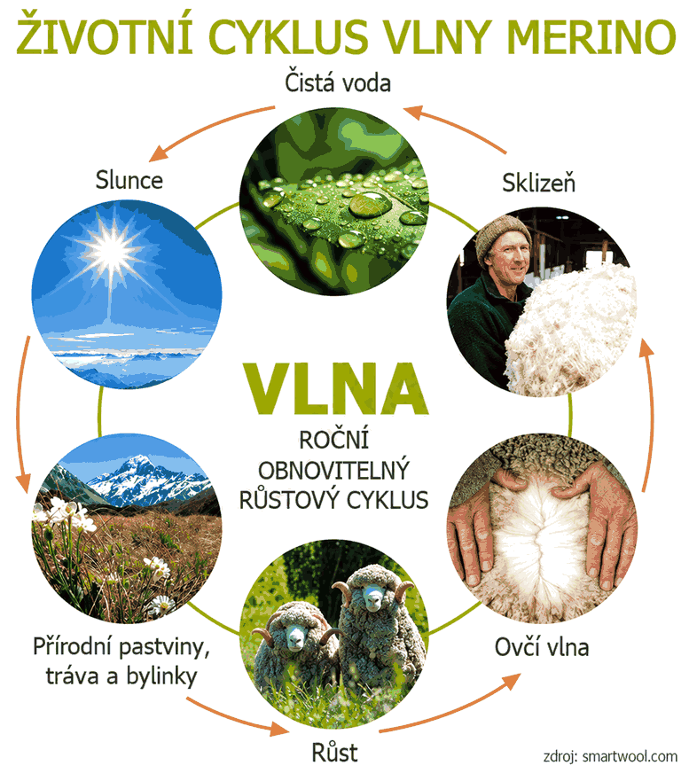 Životní cyklus merino vlny