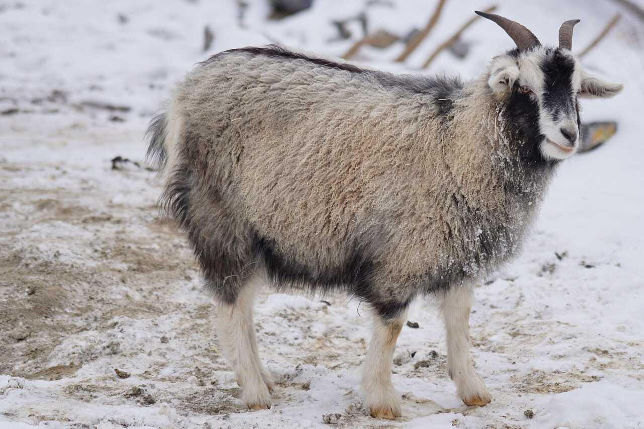 Merino vlna versus kašmír