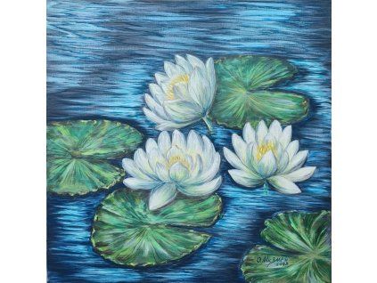 Lekníny/ Water Lilies