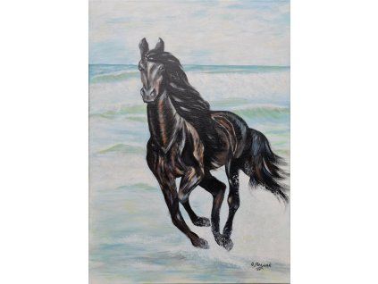 Svobodný kůň / Freedom