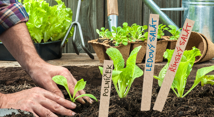 Dřevěné jmenovky pro označení bylinek, výsevů a přísady