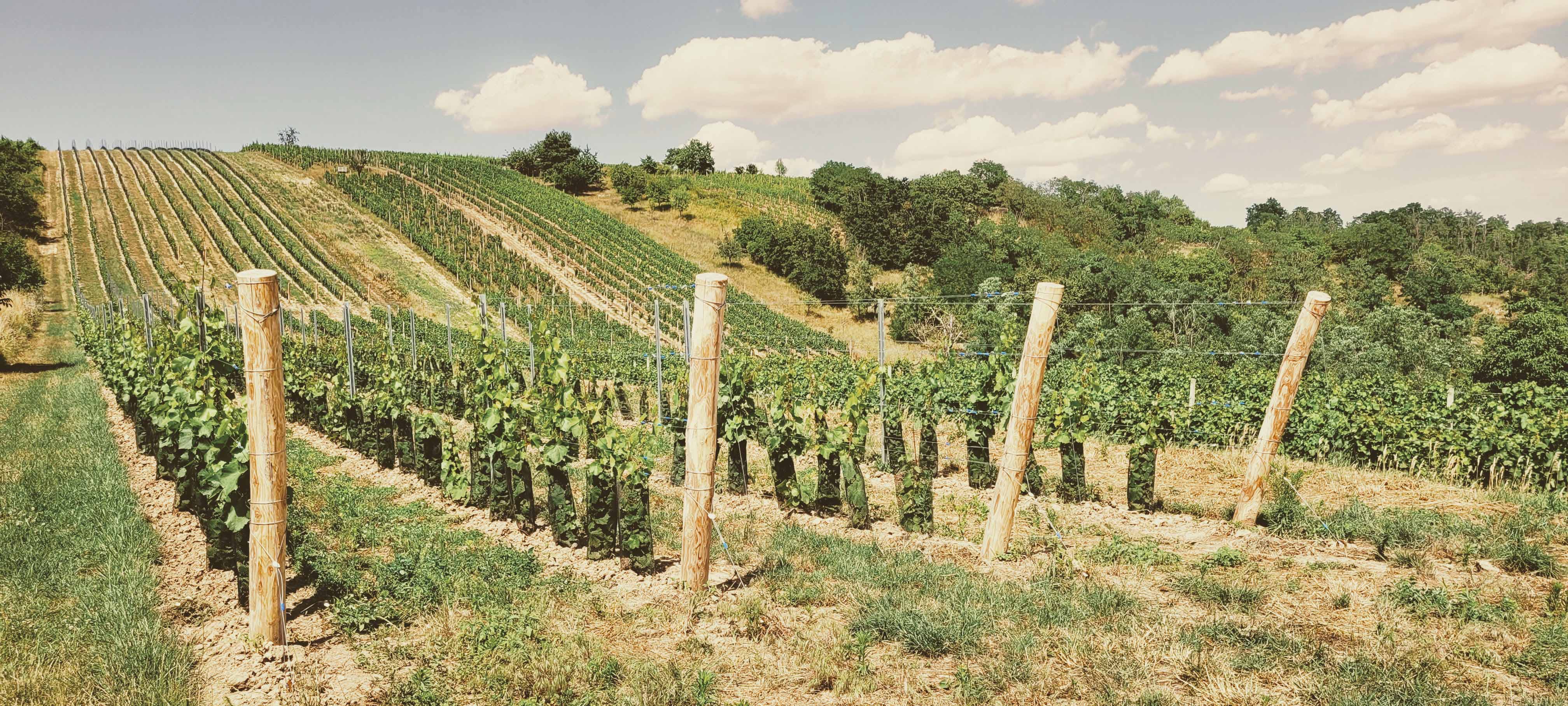 VYSOKA_MODENA
