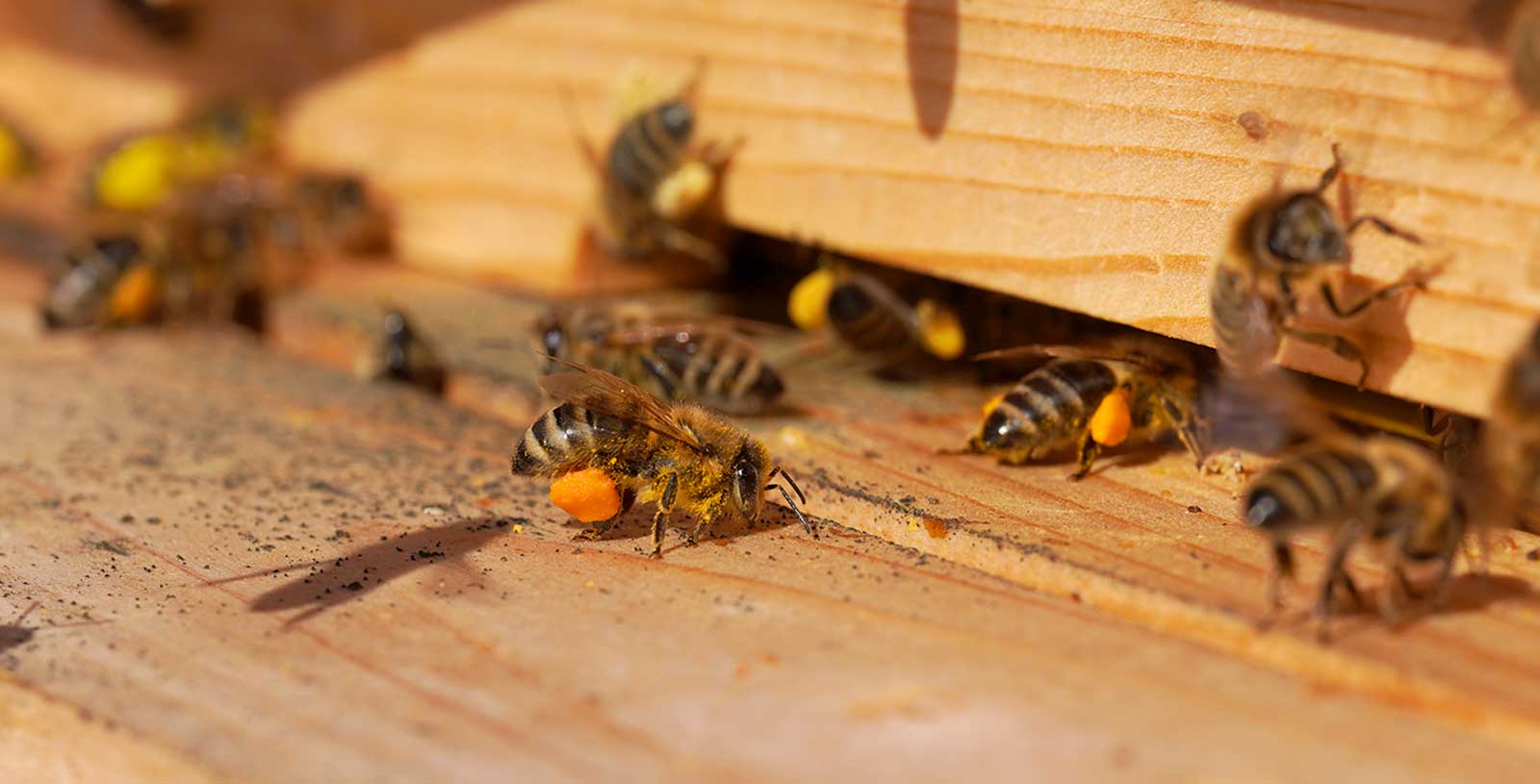 Včely přinášejí první jarní pyl