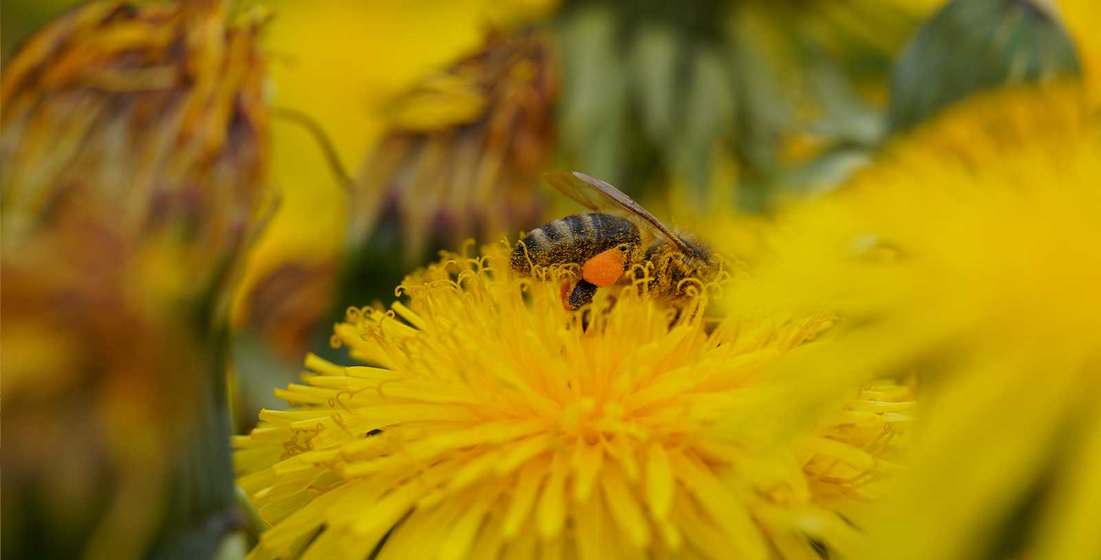 Včela na pampelišce