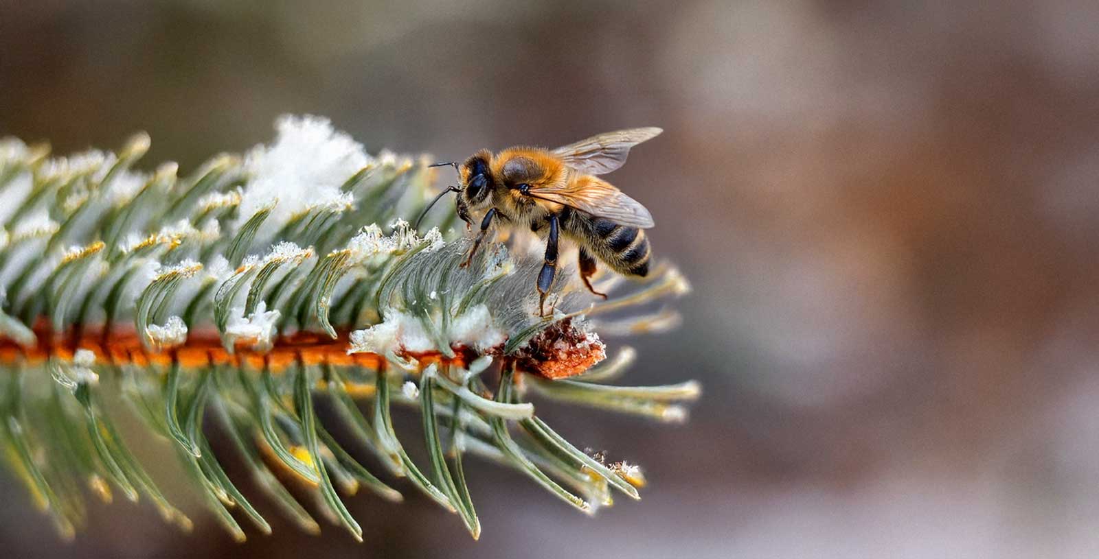 Medocukrové těsto – únor ve včelách