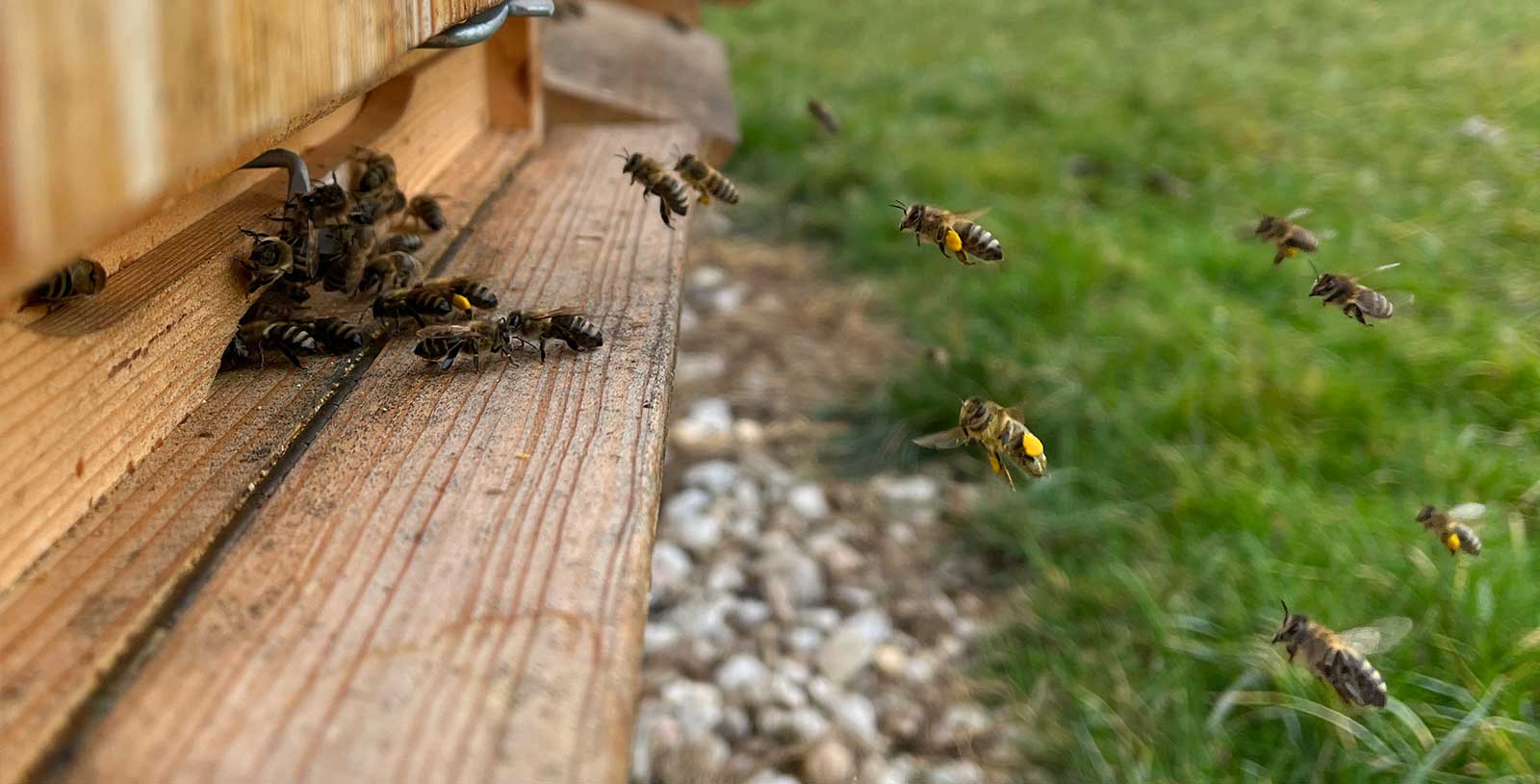 Včely přinášejí první jarní pyl