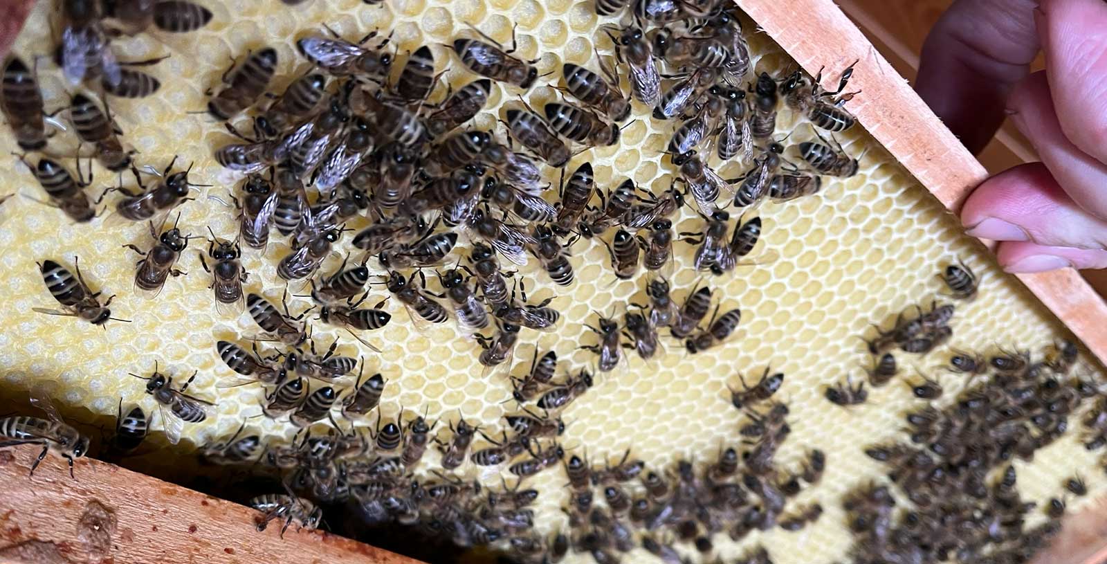 Nově vystavený plást