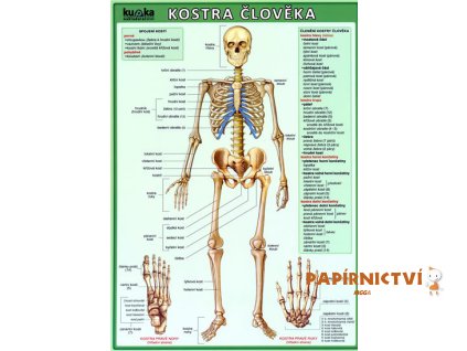 7479 tabulka a4 kostra cloveka