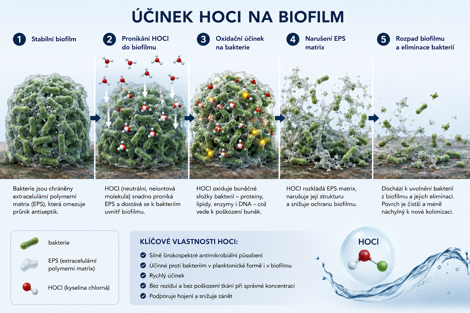 Schéma účinku kyseliny chlorné na biofilm