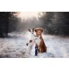MPS LIFESTYLE MEDICAL PETS BOOT DOG 03 2020 V01