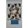 Lucas - Mops