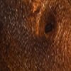 Maple Burl