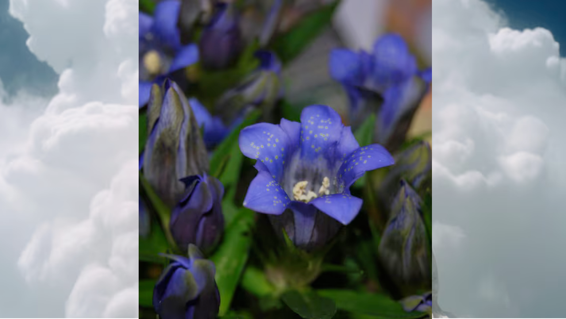 Modrý leknín a lucidní snění - věda vs. zkušenosti