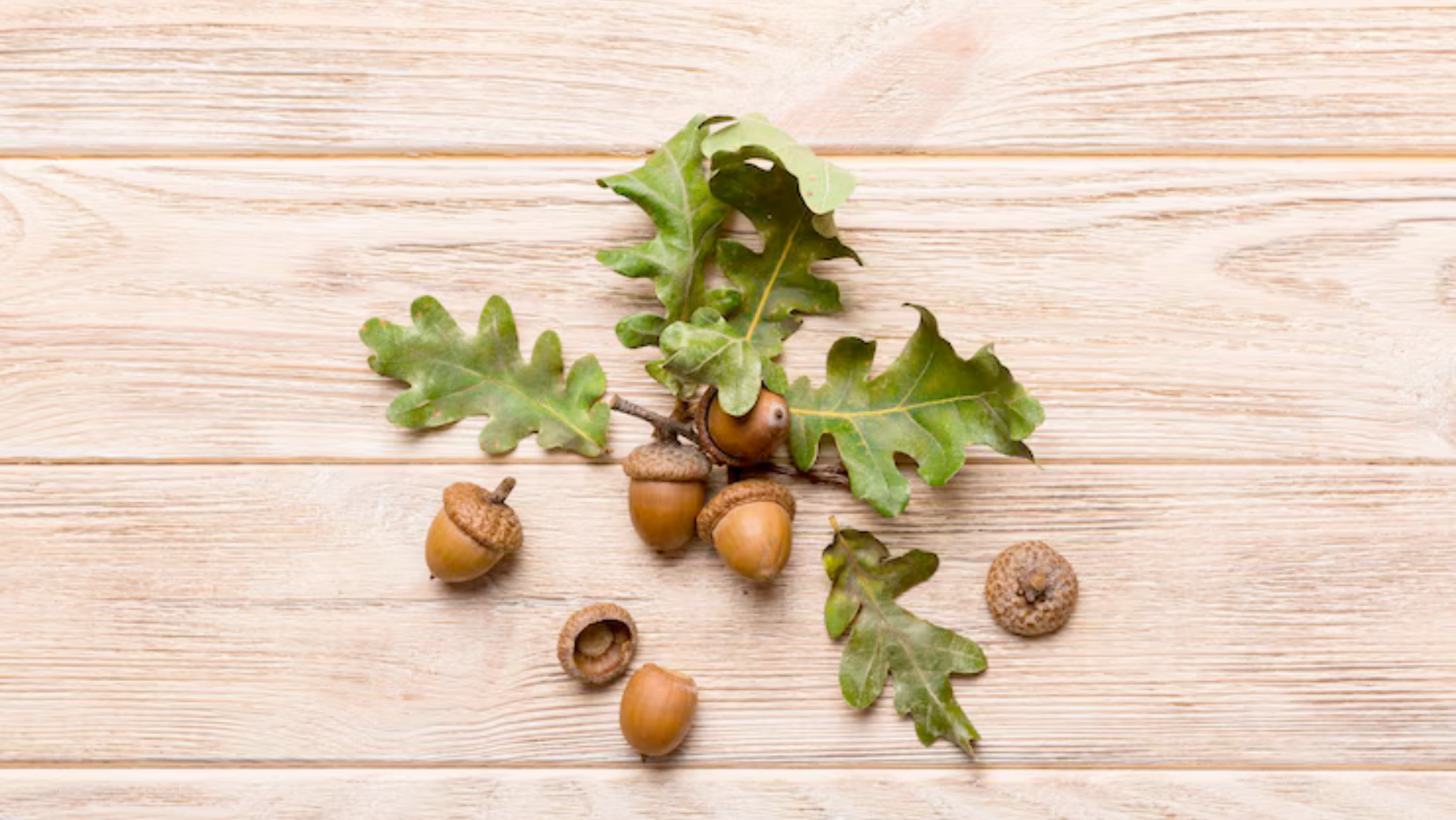 Co to je Betelový ořech a list?