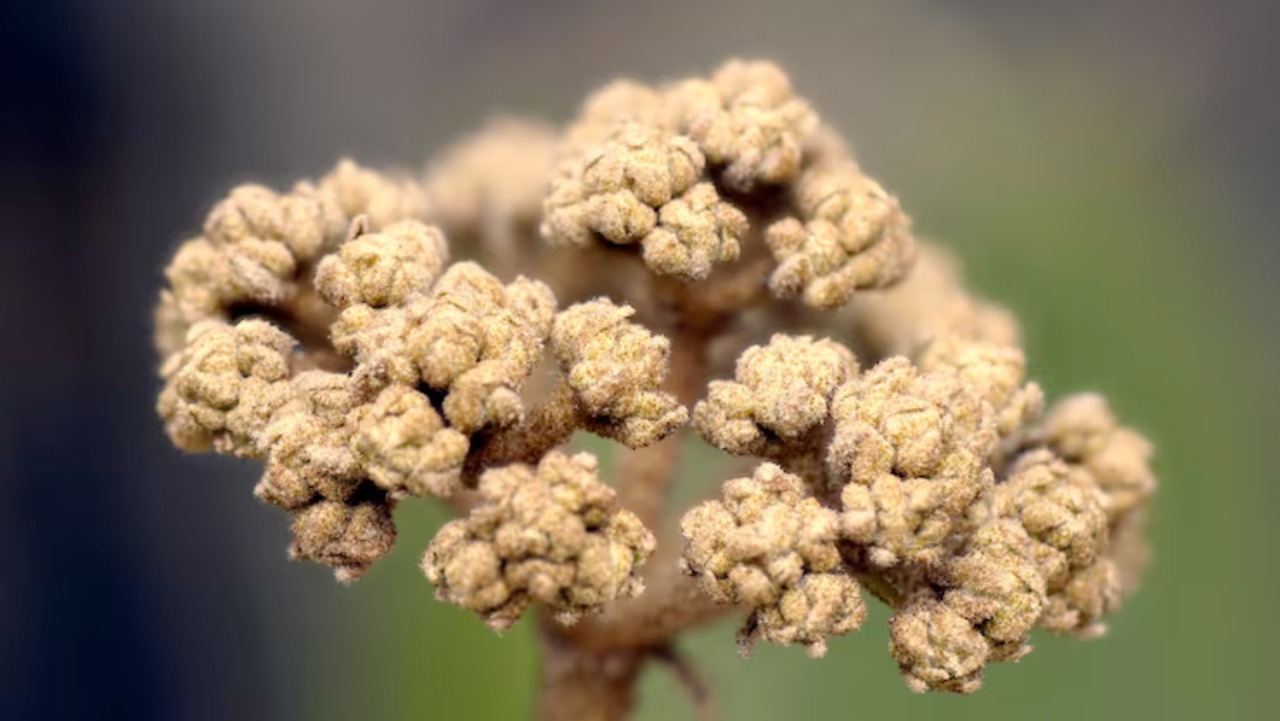 Fadogia Agrestis: nový trend pro muže?